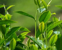 Pan-Fired vs Steamed Green Tea: What Is the Difference Pan-Fired vs Steamed Green Tea: What Is the Difference