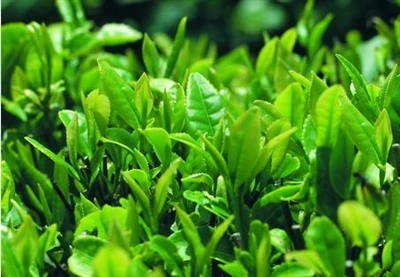 Bolehkah teh bunga mempercepatkan metabolisme?